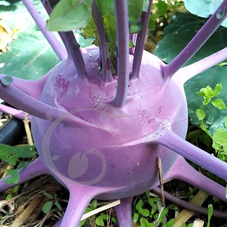 graine et semence Chou-rave violet Blaril