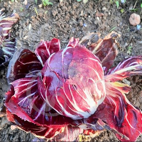graine et semence Chicorée sauvage rouge de Chioggia