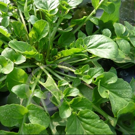 graine et semence Cresson de jardin à feuilles rondes