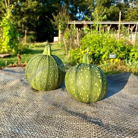 graine et semence Courgette de Nice à fruit rond