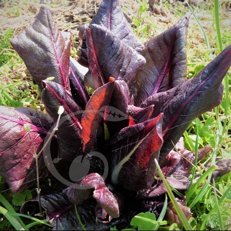 graine et semence Chicorée sauvage rouge de Trévise