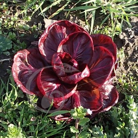 graine et semence Chicorée sauvage rouge de Vérone