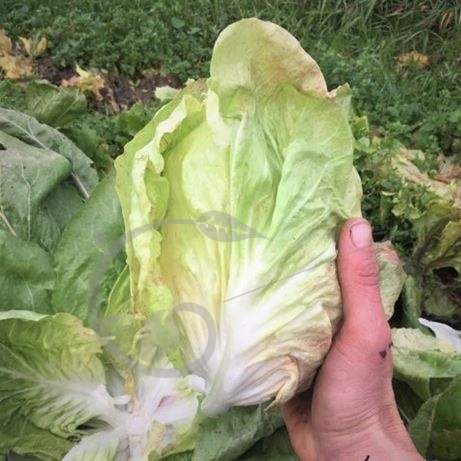 graine et semence Chicorée sauvage bianca invernale
