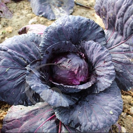 graine et semence Chou cabus rouge Tête noire