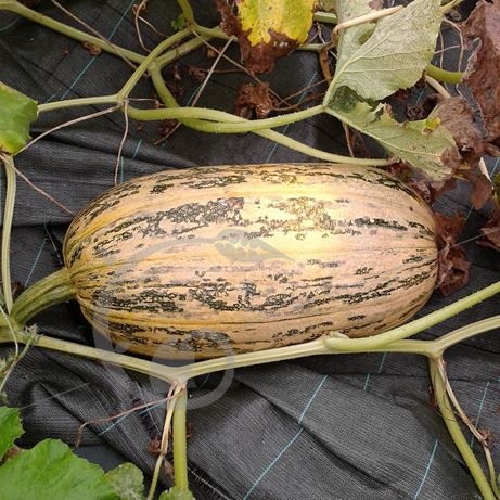 graine et semence Citrouille de Touraine