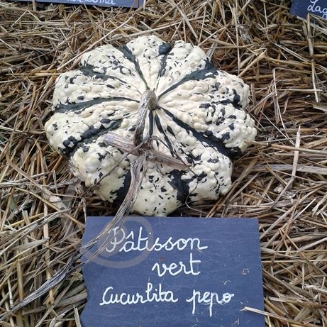 graine et semence Courge Pâtisson vert et blanc 
