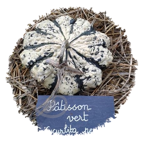 graine et semence Courge Pâtisson vert et blanc 