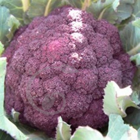 graine et semence Chou brocoli violet du Cap