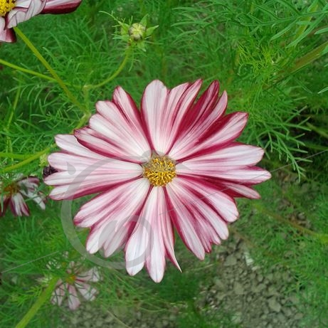 graine et semence Cosmos Velouette