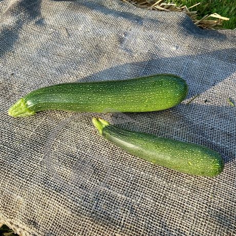 graine et semence Courgette Zuboda