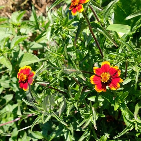 graine et semence Dahlias de couleurs en mélange