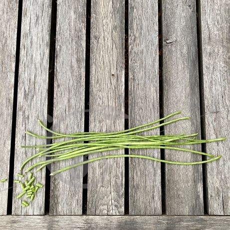 graine et semence Doliques Haricots kilomètre en mélange