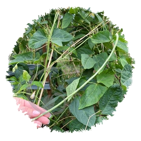 graine et semence Doliques Haricots kilomètre en mélange