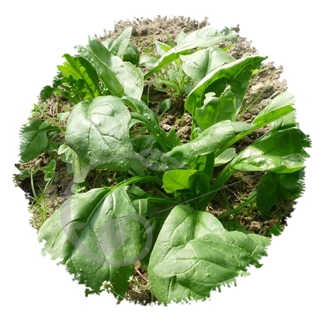graine et semence Epinard d'automne monstrueux de Viroflay