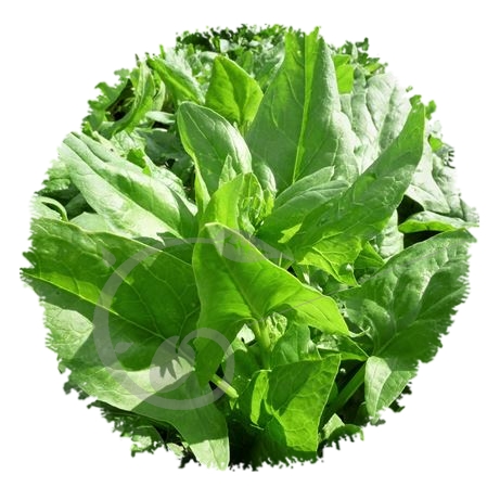 graine et semence Epinard d'été de Rueil
