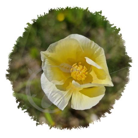 graine et semence Eschscholtzia blanc