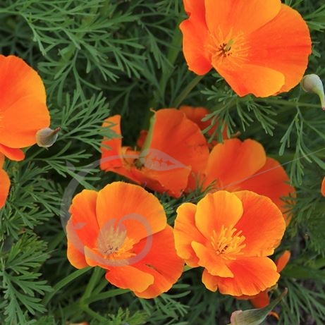 graine et semence Eschscholtzias Pavots  de Californie  en mélange