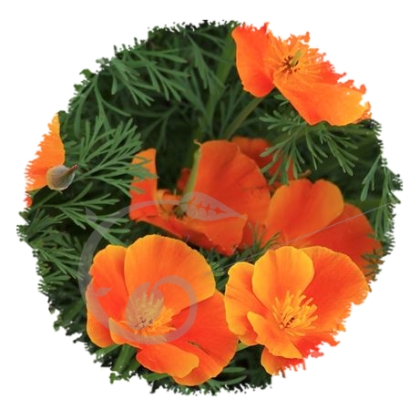 graine et semence Eschscholtzias Pavots  de Californie  en mélange