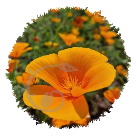 graine et semence Eschscholtzia orange