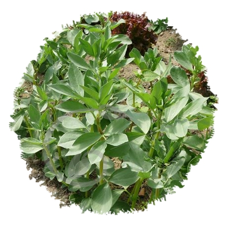 graine et semence Fève violette de l'Atlas