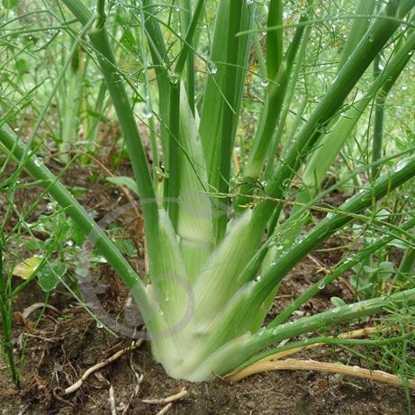 graine et semence Fenouil doux précoce d'été