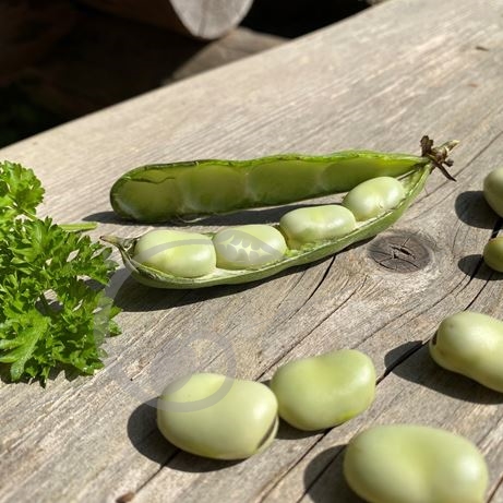 graine et semence Fève précoce d'Aquitaine à grain blanc