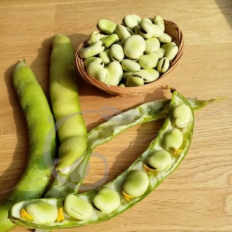 graine et semence Fève d'Aguadulce