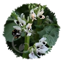 Féverole d'hiver population