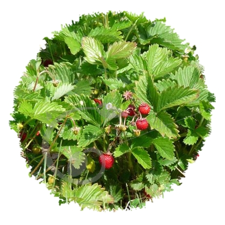 graine et semence Fraisier des quatre saisons