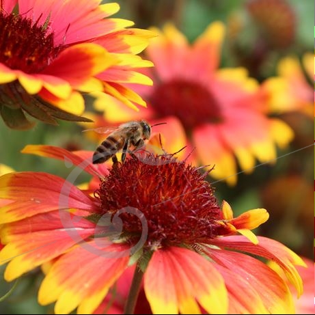 graine et semence Gaillarde