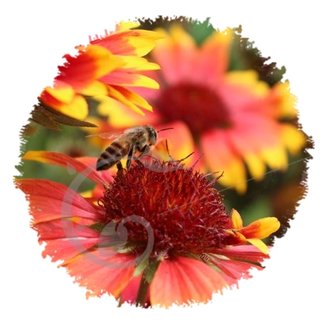 graine et semence Gaillarde