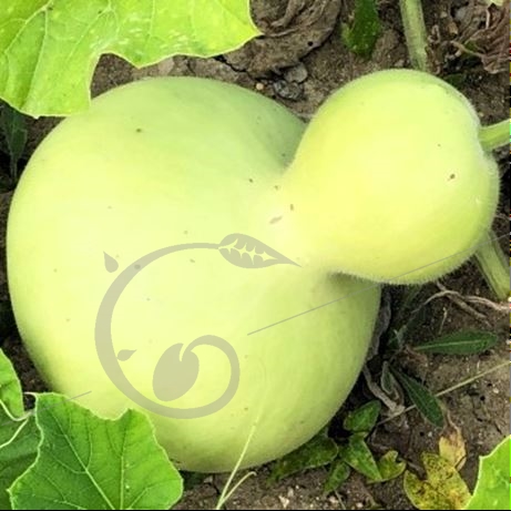 graine et semence Gourde gigantesque