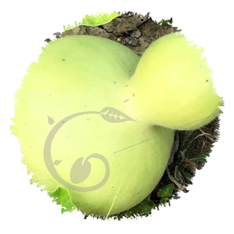 graine et semence Gourde gigantesque