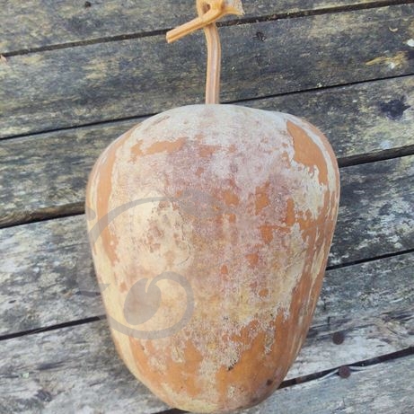 graine et semence Gourde Grosse Pomme