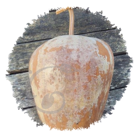 graine et semence Gourde Grosse Pomme