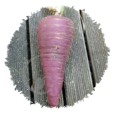 graine et semence Carotte violette Gniff