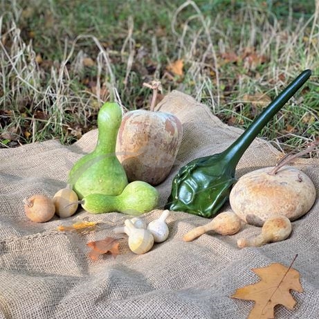 graine et semence Gourdes décoratives en mélange