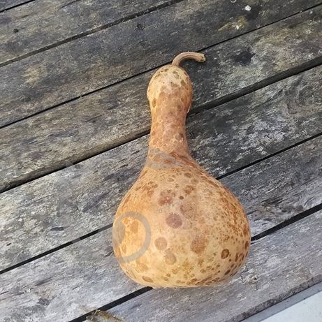 graine et semence Gourde Pèlerine