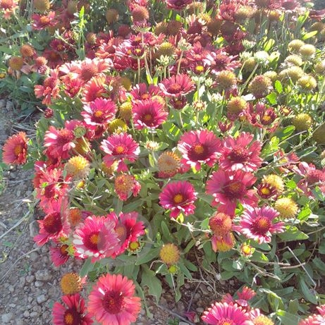 graine et semence Gaillarde rouge