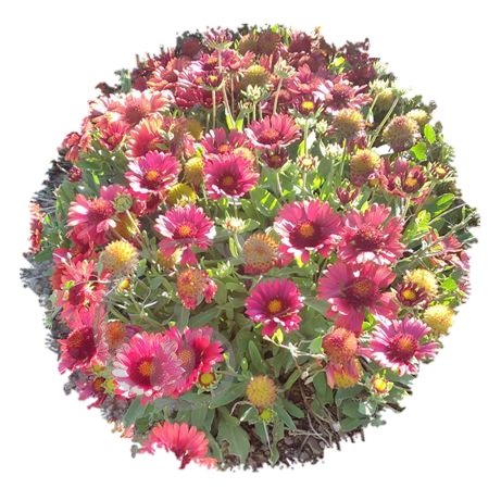 graine et semence Gaillarde rouge