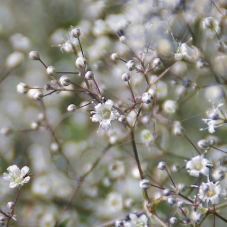 graine et semence Gypsophile nuage