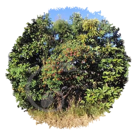 graine et semence Baguenaudier