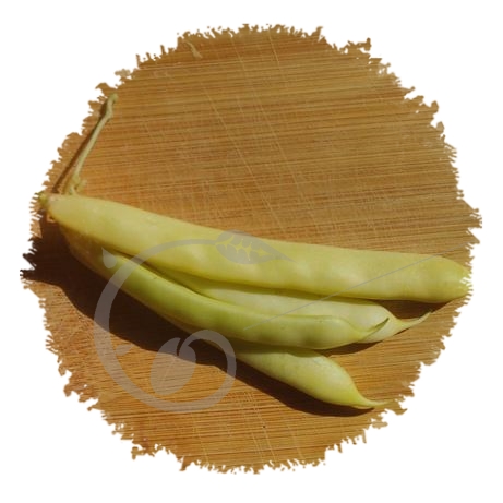 graine et semence Haricot nain mangetout plat beurre Capitano