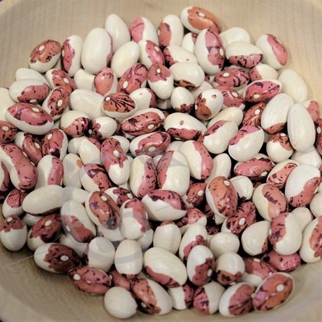 graine et semence Haricot demi-nain à écosser Coco de Belle-Ile