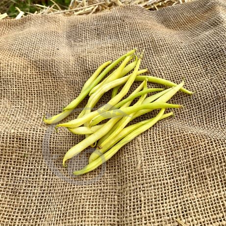 graine et semence Haricot nain mangetout beurre Major