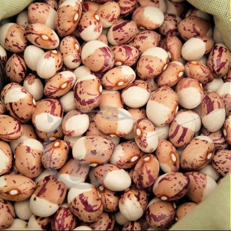 graine et semence Haricot à rame à écosser coco bicolore prolifique