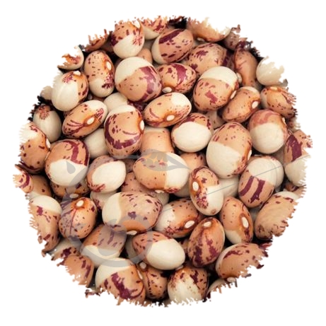 graine et semence Haricot à rame à écosser coco bicolore prolifique