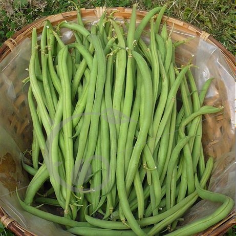 graine et semence Haricot nain mangetout Braimar