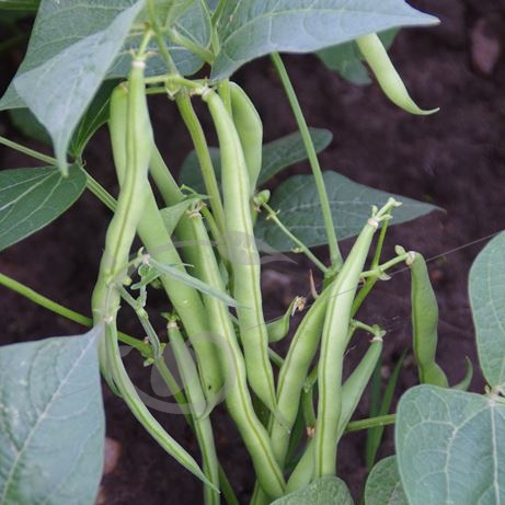 graine et semence Haricot nain mangetout Calvy