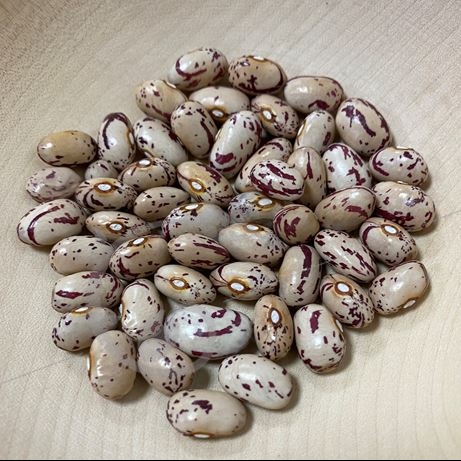 graine et semence Haricot nain à écosser Borlotto